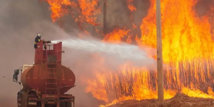 Bomberos luchan con incendio en reserva natural de Brasilia