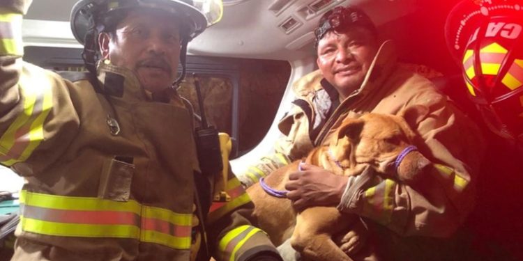 Bomberos rescatan a un perro que se encontraba a 350 metros de profundidad en barranco