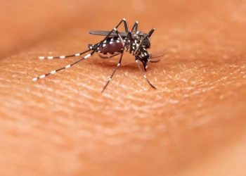 Brasil anuncia su primera vacuna contra el dengue