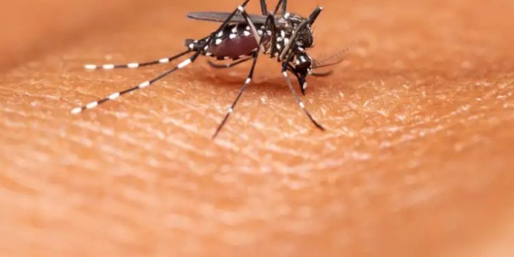 Brasil anuncia su primera vacuna contra el dengue