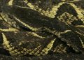 Brasil: identifican sustancia de serpiente capaz de impedir reproducción del COVID-19