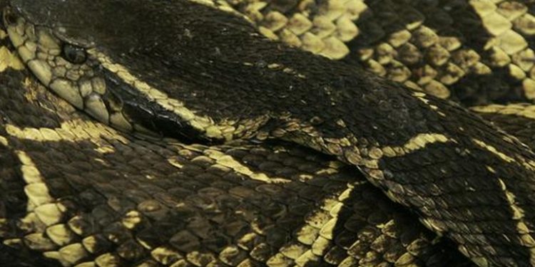 Brasil: identifican sustancia de serpiente capaz de impedir reproducción del COVID-19