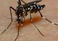 Brasil supera los cuatro millones de casos de dengue