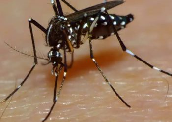 Brasil supera los cuatro millones de casos de dengue
