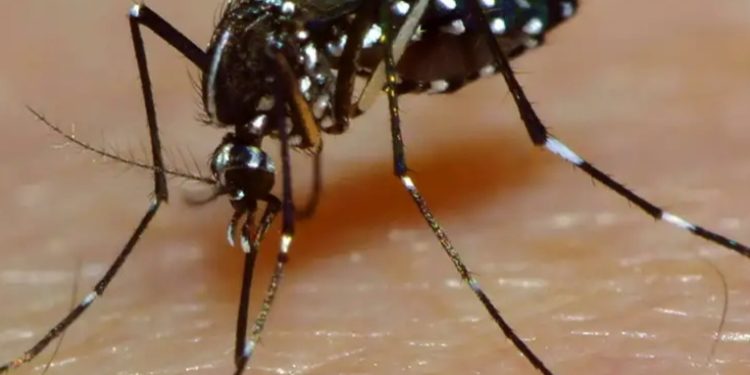 Brasil supera los cuatro millones de casos de dengue