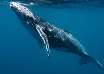 Buscadores de extraterrestres entablan por primera vez una conversación con una ballena