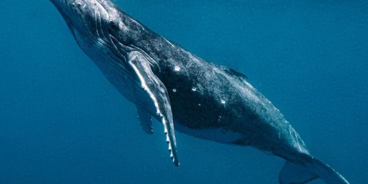 Buscadores de extraterrestres entablan por primera vez una conversación con una ballena