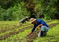 Buscan mejorar producción agrí­cola en el paí­s