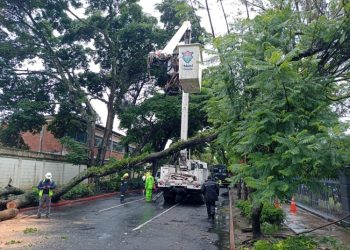 Caí­da de árbol causa cortes de energí­a eléctricas en zona 9 y 10