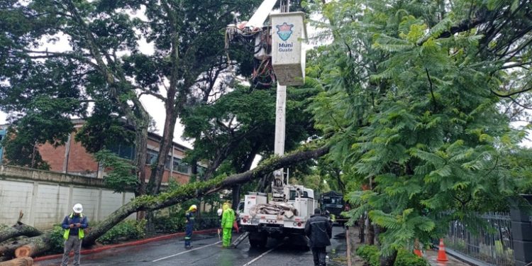 Caí­da de árbol causa cortes de energí­a eléctricas en zona 9 y 10