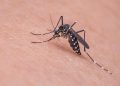 Calor extremo favorece propagación del dengue en Guatemala, informa Salud