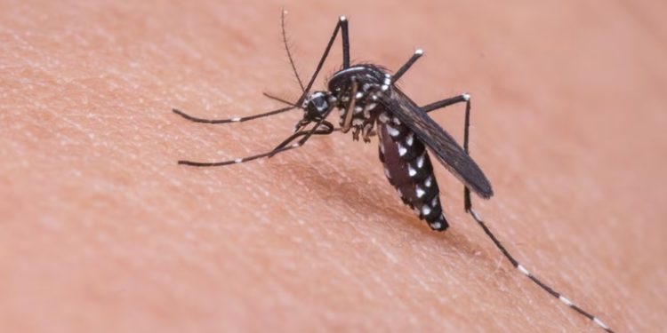 Calor extremo favorece propagación del dengue en Guatemala, informa Salud