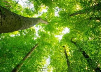 Cambio climático: Â¿tiene sentido plantar árboles para frenarlo?
