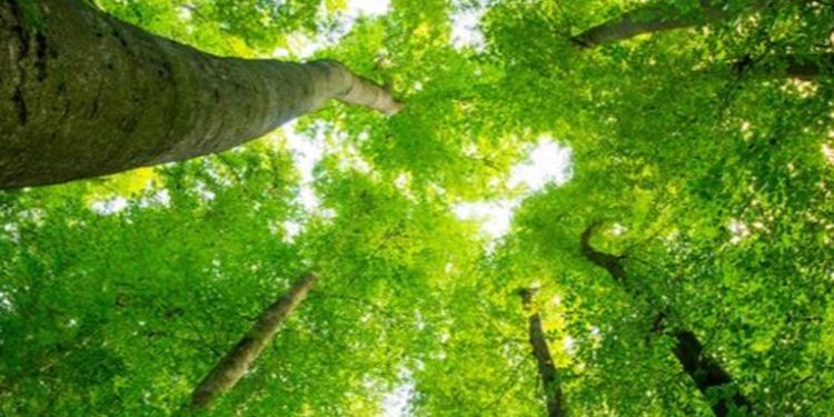 Cambio climático: ¿tiene sentido plantar árboles para frenarlo?