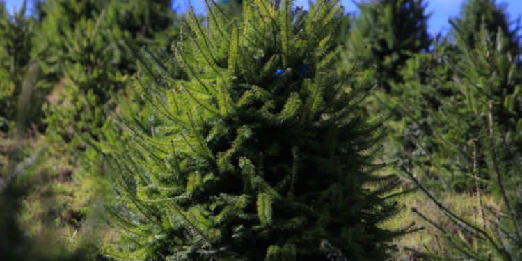 Campaña en protección del pinabete es lanzada