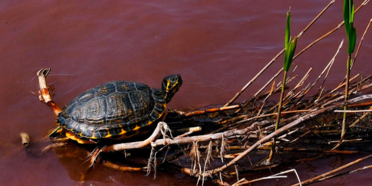 Captan desde el espacio cómo un lago italiano se tiñó de color rojo