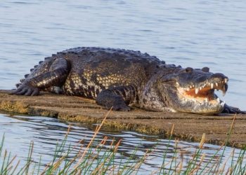 Capturan a cocodrilo que atacó a vecino y será resguardado por CONAP