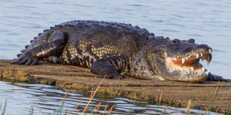 Capturan a cocodrilo que atacó a vecino y será resguardado por CONAP