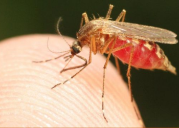 Casos de Malaria han aumentado en el paí­s en el presente año