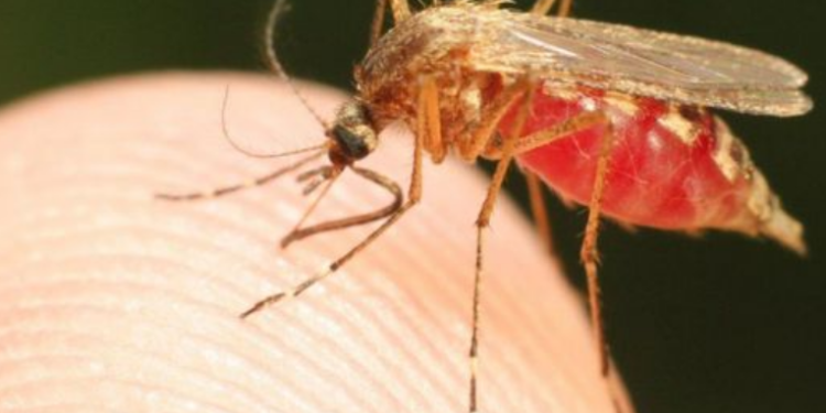 Casos de Malaria han aumentado en el paí­s en el presente año