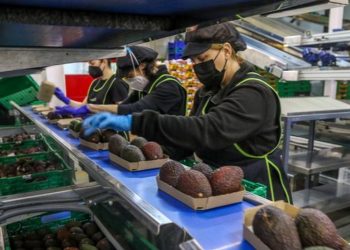 Chefs declaran la guerra al aguacate y la dejan de ofrecer en sus restaurantes