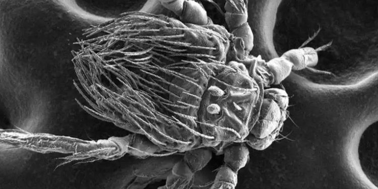 Chile: descubren nuevo patógeno transmitido por ácaros