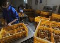 China anuncia un nuevo caso de infección en humanos por la gripe aviar
