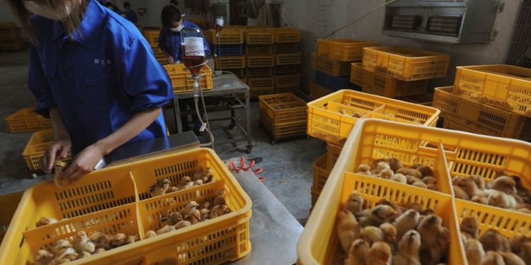 China anuncia un nuevo caso de infección en humanos por la gripe aviar