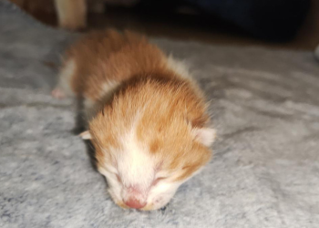 China clona por primera vez un gato con equipos y reactivos de producción nacional