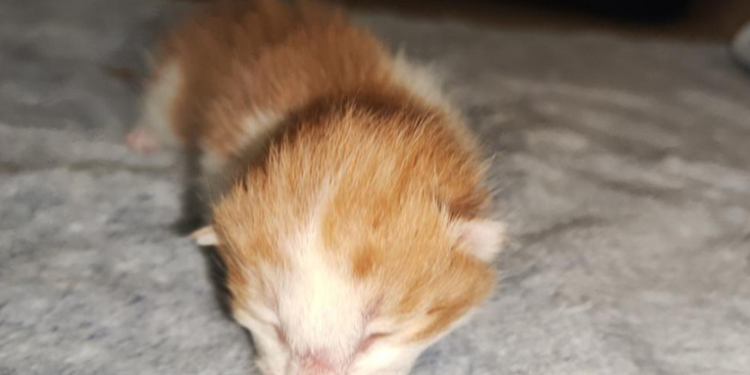 China clona por primera vez un gato con equipos y reactivos de producción nacional