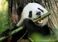China elimina al oso panda de la lista de especies en peligro de extinción