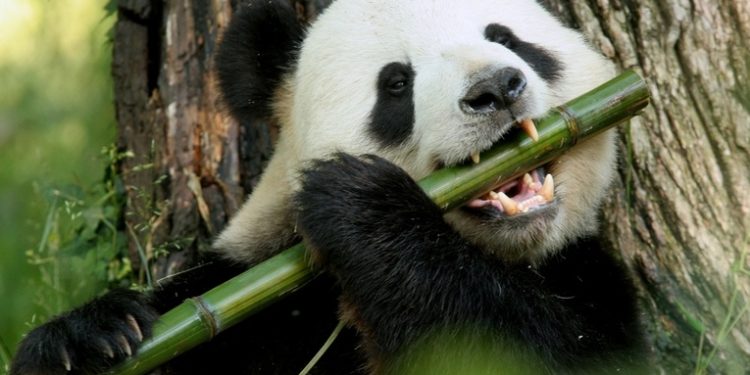 China elimina al oso panda de la lista de especies en peligro de extinción