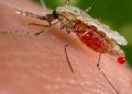 China erradica la malaria después de 70 años de lucha
