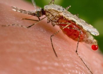 China erradica la malaria después de 70 años de lucha