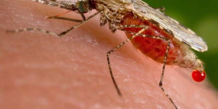 China erradica la malaria después de 70 años de lucha