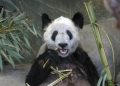 China está dispuesta a regresar los pandas a los zoológicos estadounidenses