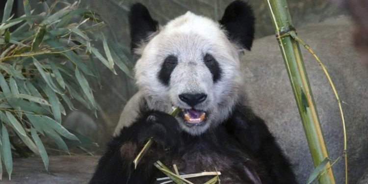 China está dispuesta a regresar los pandas a los zoológicos estadounidenses