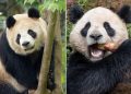 China reanuda la 'diplomacia panda' con EE.UU.