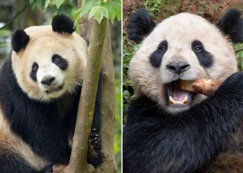 China reanuda la 'diplomacia panda' con EE.UU.