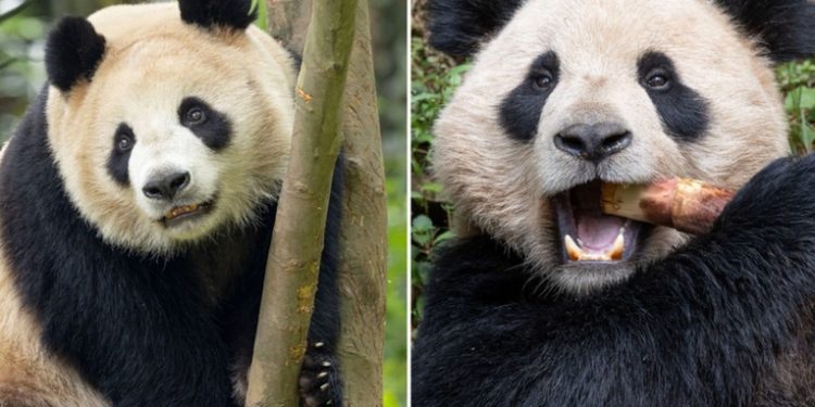 China reanuda la 'diplomacia panda' con EE.UU.