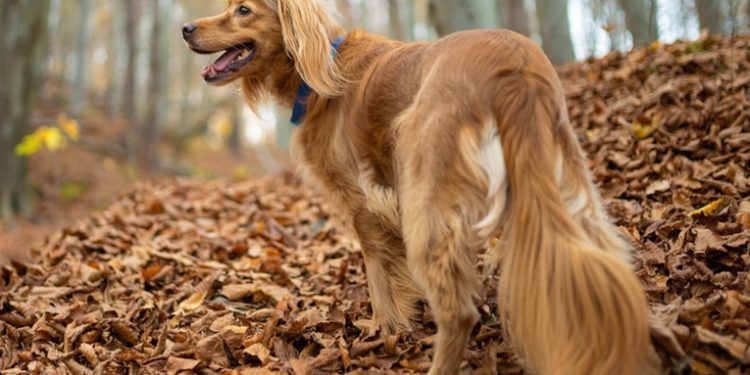 Científicos británicos descubren que esta raza de perro es más agresiva que los rottweilers