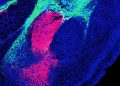 Científicos descubren la molécula que da origen al miedo en el cerebro