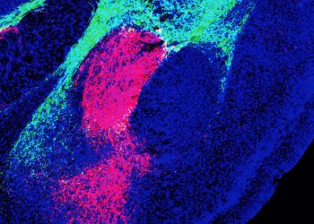 Cientí­ficos descubren la molécula que da origen al miedo en el cerebro