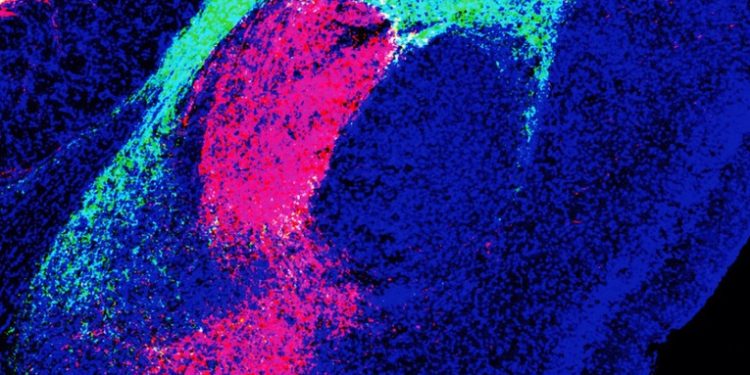 Científicos descubren la molécula que da origen al miedo en el cerebro