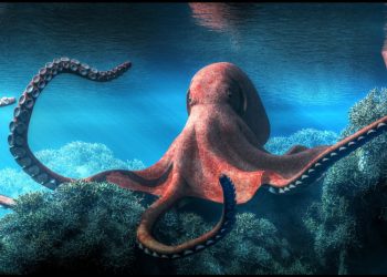 Cientí­ficos descubren que los pulpos comparten algunos genes cerebrales con los humanos