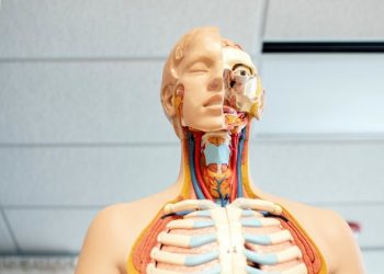 Cientí­ficos descubren una nueva parte del cuerpo humano