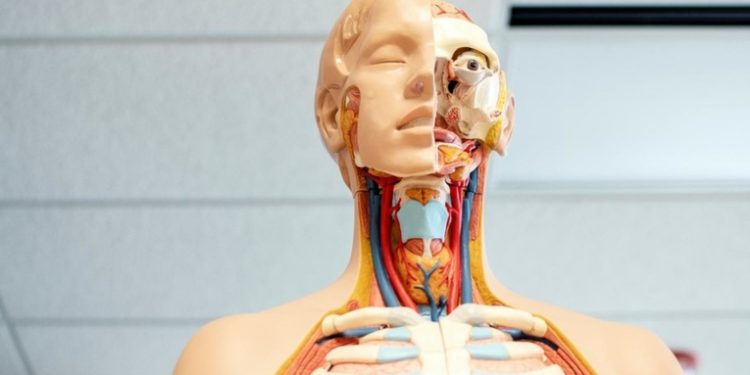 Cientí­ficos descubren una nueva parte del cuerpo humano