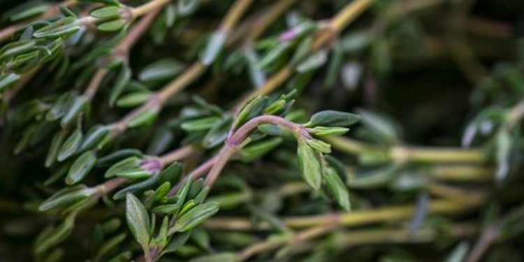 Cientí­ficos encuentran receta del compuesto anticancerí­geno en hierbas como el tomillo y el orégano