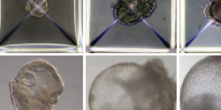 Cientí­ficos israelí­es crean los primeros embriones sintéticos del mundo, sin necesidad de óvulos fertilizados