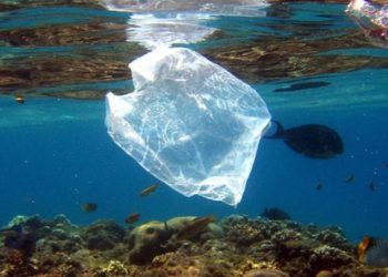 Cientí­ficos italianos localizan microplásticos en los peces del fondo marino